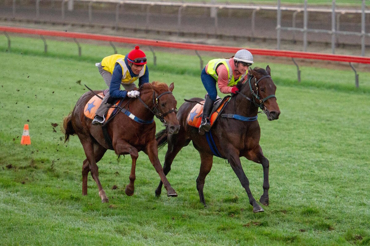 Te Akau Thursday Trackwork
