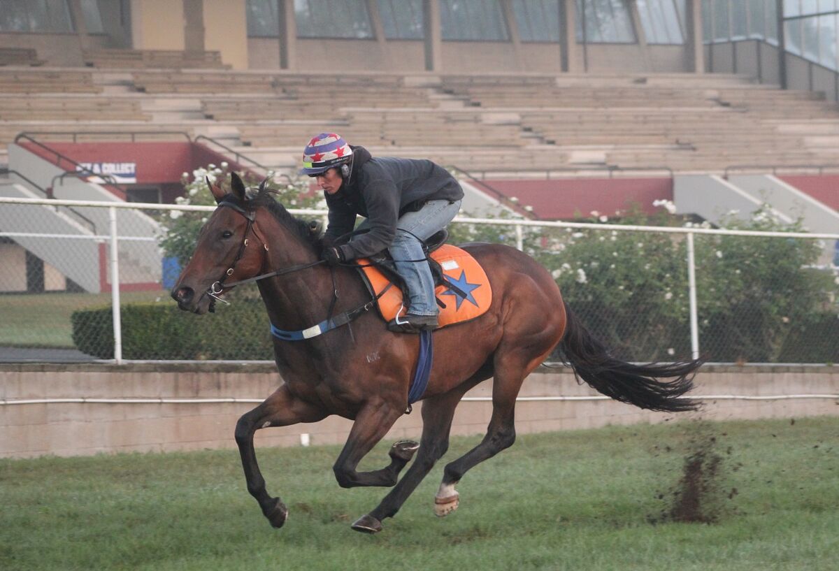 Te Akau Tuesday Trackwork