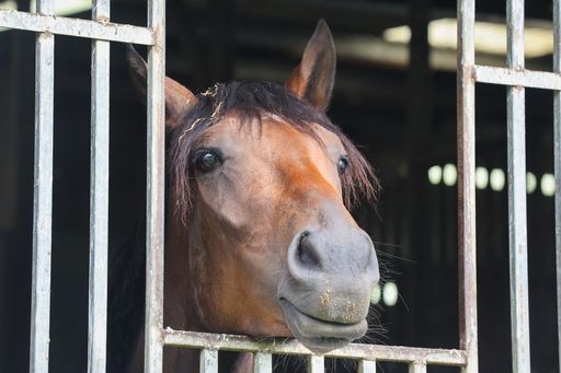Te Akau Thursday Trackwork