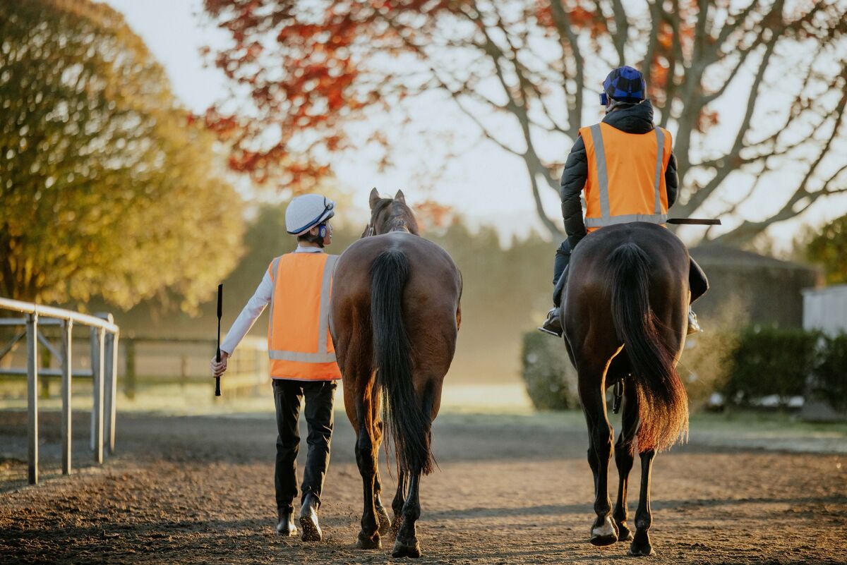 Te Akau Trans Tasman Thursday Trackwork