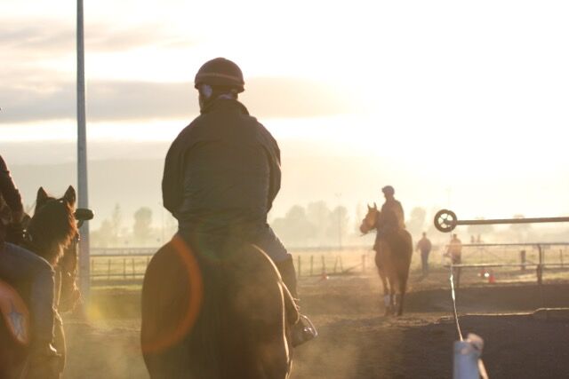 Te Akau Tuesday Trackwork