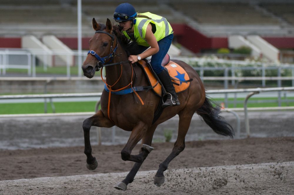 Te Akau Tuesday Trackwork