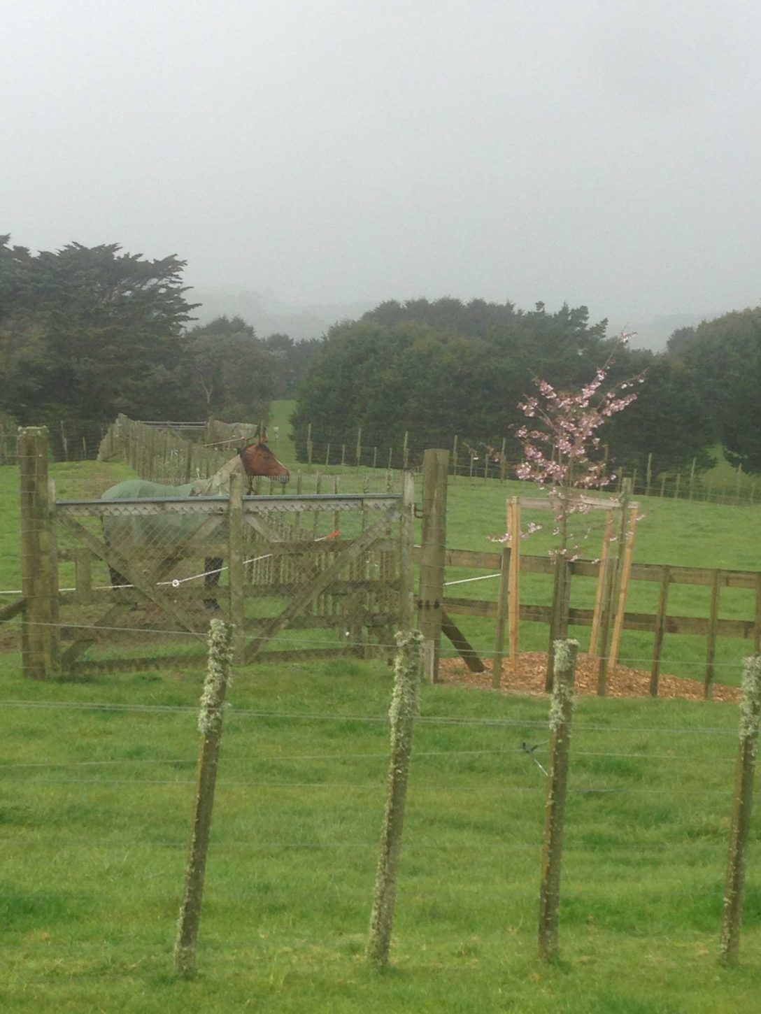 Te Akau Thursday Update