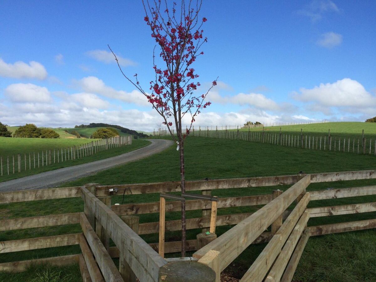 Te Akau Monday Update