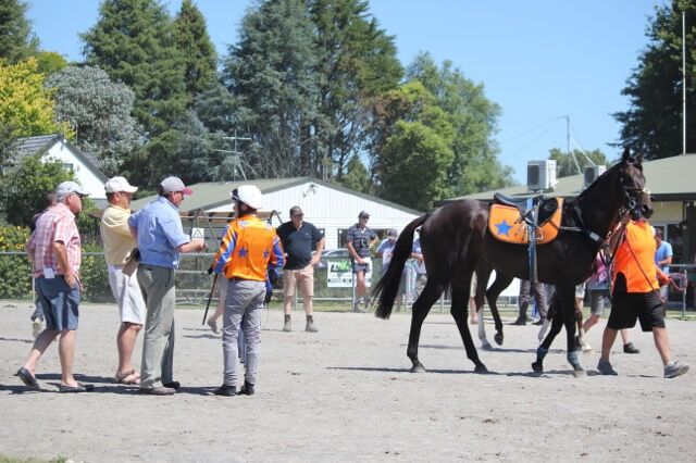 Te Akau Trials' Report