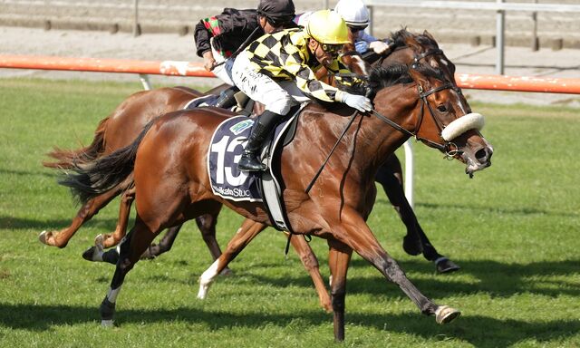 Te Akau Matamata Midweek Preview