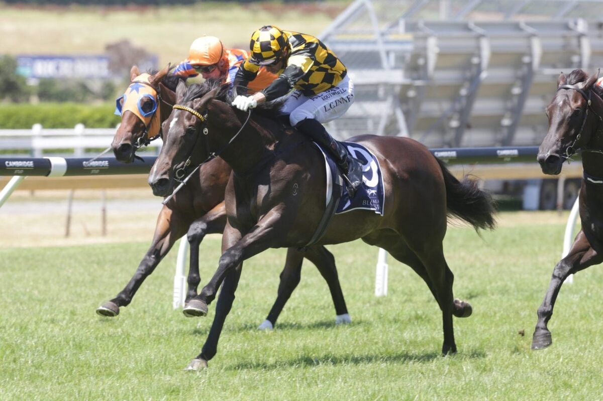 Exciting Cambridge Stud/Te Akau Racing News