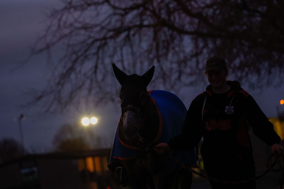 Te Akau Trans Tasman Saturday Trackwork