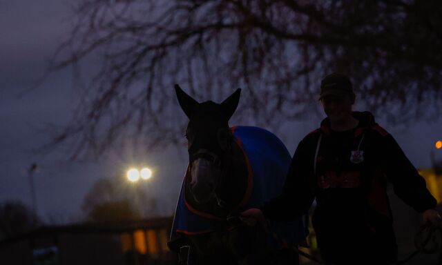 Te Akau Trans Tasman Saturday Trackwork