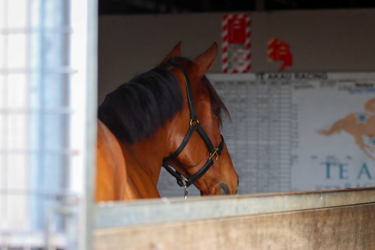 Te Akau Tuesday Trackwork