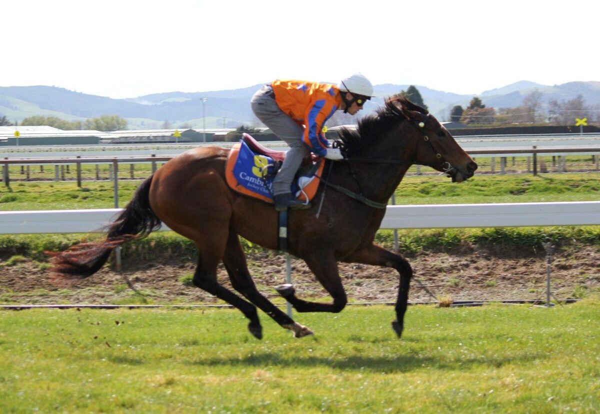 Te Akau Weekend Trackwork
