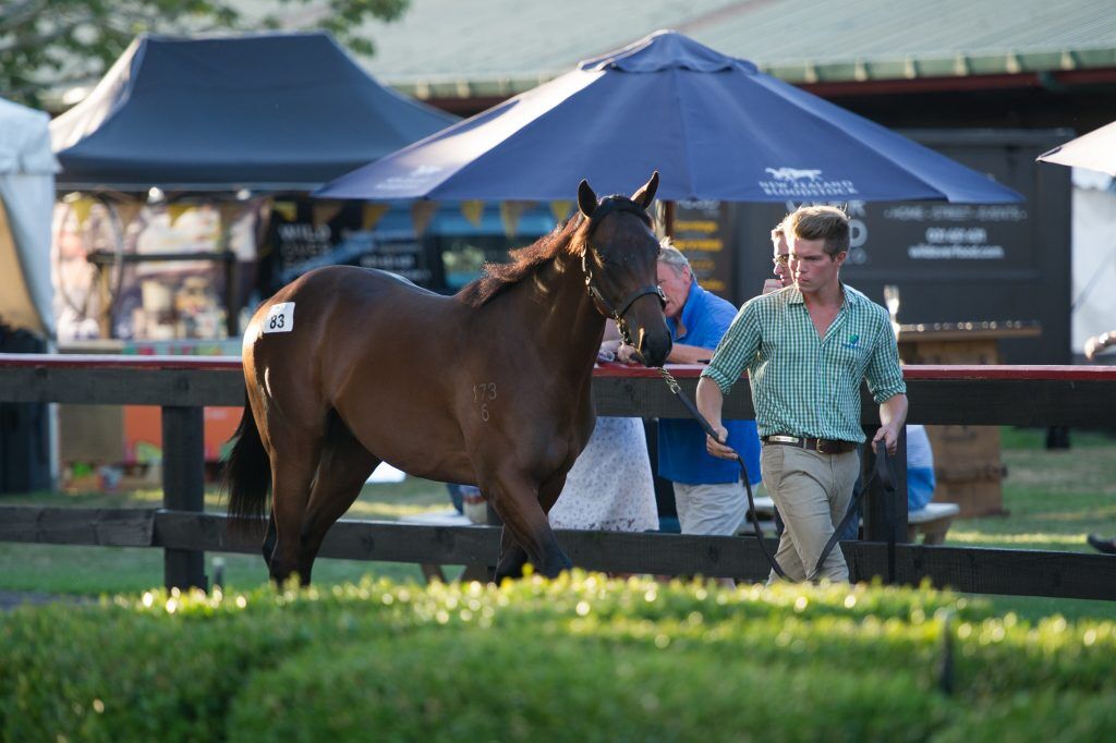 Te Akau Thoughts - Karaka Day 1