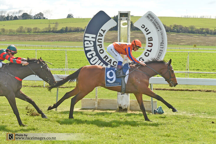 Te Akau Taupo Preview