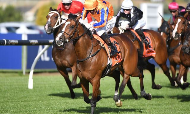 Te Akau Trans Tasman Saturday Preview