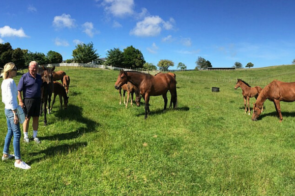 Te Akau Monday Update