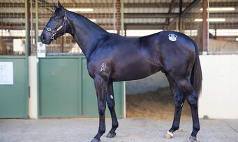 Lot 1388 Zoustar - No Evidence Needed Bay Or Brown Colt