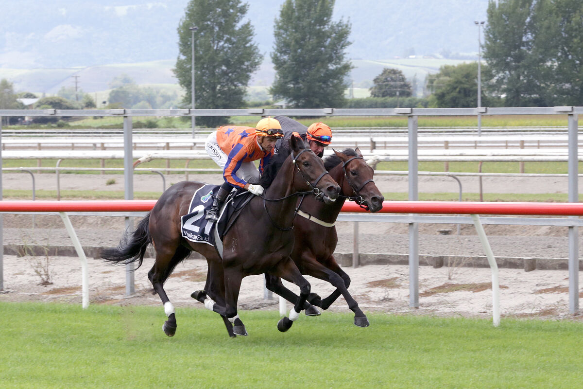 Te Akau Gallopers on Exhibition