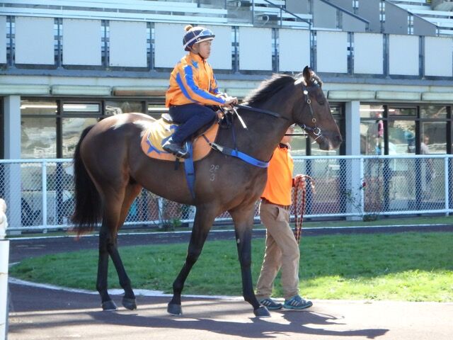 Te Akau Stable Star Spotlight - Wide Awake