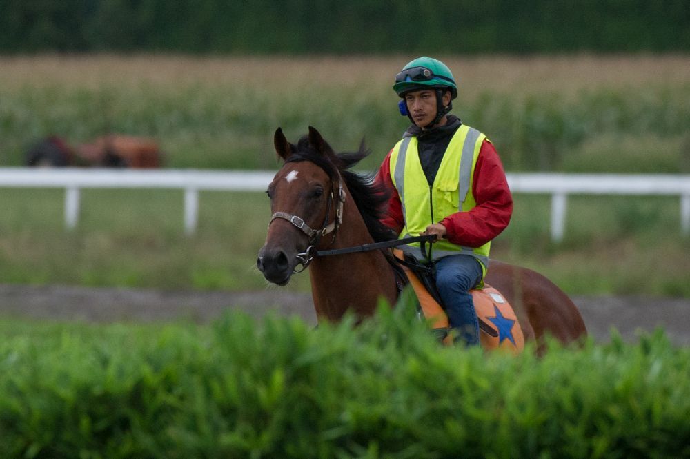 Te Akau Tuesday Trackwork