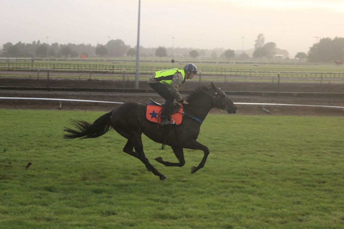 Te Akau Weekend Trackwork