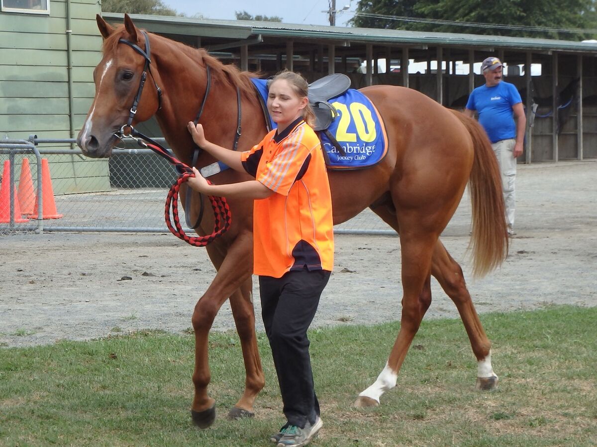 Te Akau Oamaru Preview