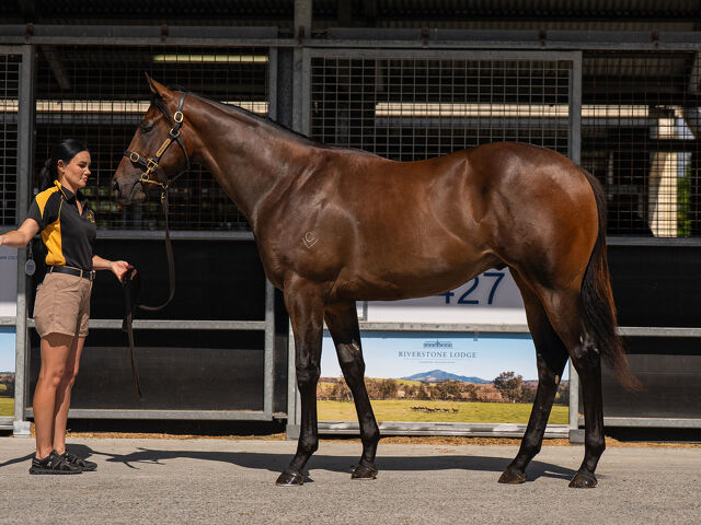 Lot 308 Stay Inside (AUS) - Galway Girl (AUS) Brown Colt