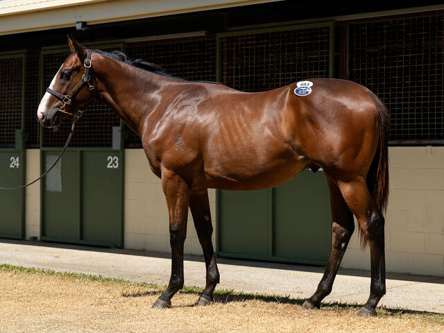 Lot 493 Snitzel (AUS) - Loving Gaby (AUS) Bay Colt