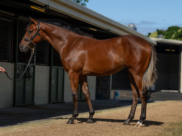 Lot 499 Dundeel (NZ) - Luna Mia (AUS) Bay Colt