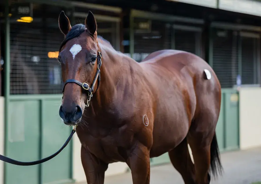 Yearling Spotlight: Lucky Vega (IRE) – Twisted Reality (Fastnet Rock) Bay Filly